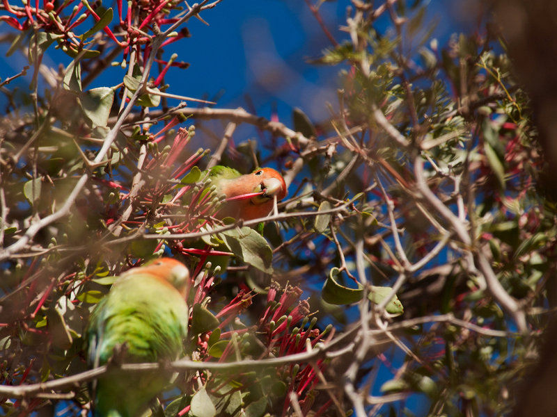 Namib Desert Lodge, Parrot